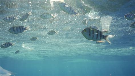fish video|Free Fish Stock Video Footage .